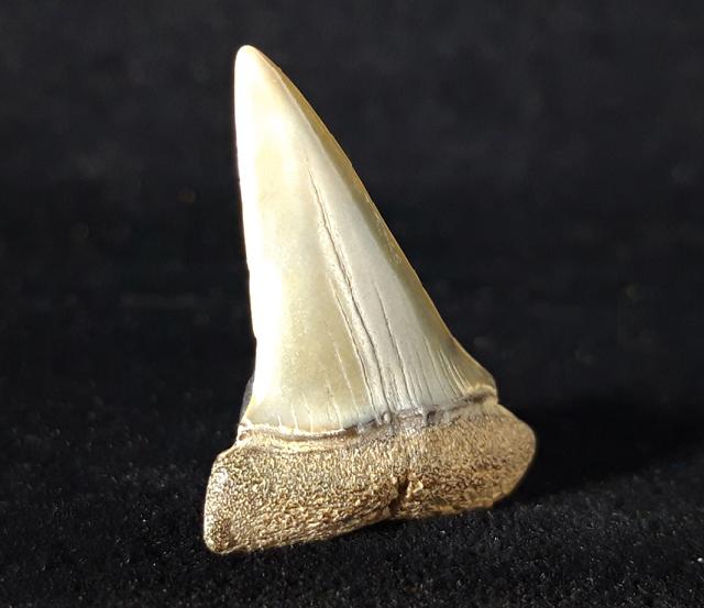 Carcharodon hastalis (AGASSIZ 1838) - Bild © FossNet FossilienStore